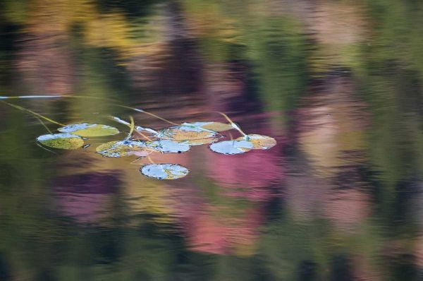 NY, Adirondack Lily pads amid fall reflections